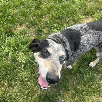Willa -  Hound Dog for Adoption in Harrisonburg, Virginia - Willa | PetCurious