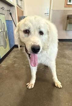 Found stray: Bixby -  Great Pyrenees Dog for Adoption in Rockwall, Texas - Found Stray: Bixby | PetCurious