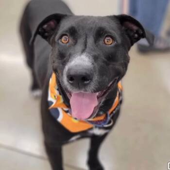 Tips -  Mixed Breed Dog for Adoption in Wilsall, Montana - Tips | PetCurious