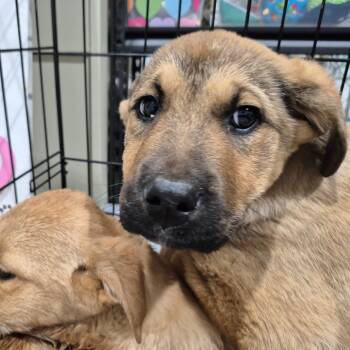 Rescue Mixed Breed Dogs for Adoption in Drumheller, Alberta - Jelly | PetCurious