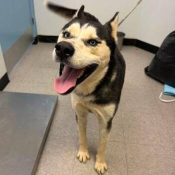 Peluche 26-07-123 -  Husky Dog for Adoption in Bastrop, Texas - Peluche 26-07-123 | PetCurious