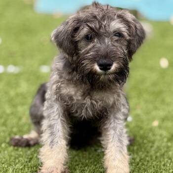 Schnauzer Dogs Available for Adoption in Hondo, Texas - Banjo - Cute Little Schnauzer Mix | PetCurious