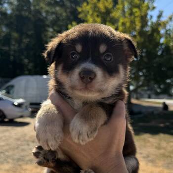 Malibu -  German Shepherd Dog and Australian Shepherd Dog for Adoption in Columbia, South Carolina - Malibu | PetCurious
