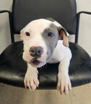 Pit Bull Terrier Dogs Available for Adoption in Sedalia, Colorado - Shaylee | PetCurious
