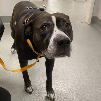 WAGS-Stray-23363 -  Pit Bull Terrier Dog for Adoption in Westminster, California - WAGS-Stray-23363 | PetCurious