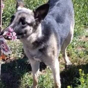 German Shepherd Dog Dogs Available for Adoption - Valkyrie | PetCurious