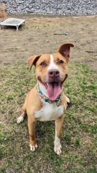 Scarlett -  Labrador Retriever Dog for Adoption in Cranston, Rhode Island - Scarlett | PetCurious
