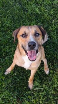Jax -  German Shepherd Dog Dog for Adoption in Carey, Ohio - Jax | PetCurious