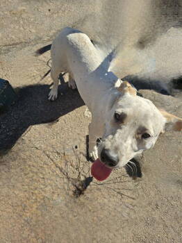 Rescue Cattle Dog Dogs for Adoption in Phoenix, Arizona - Woody | PetCurious