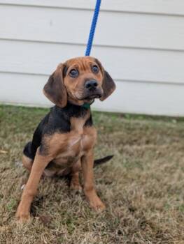 Beagle and Mixed Breed Dogs Available for Adoption - Roxi | PetCurious