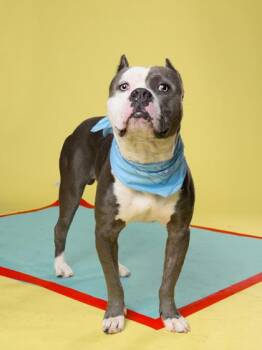 Glub Glub -  Pit Bull Terrier and Mixed Breed Dog for Adoption in Atlanta, Georgia - Glub Glub | PetCurious