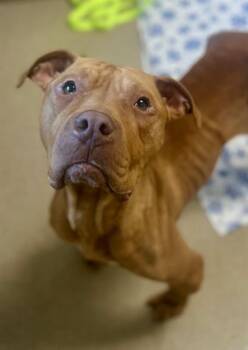 American Staffordshire Terrier Dogs Available for Adoption in Newton, North Carolina - SCARLET | PetCurious