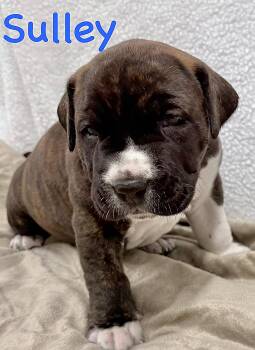 Staffordshire Bull Terrier and Cane Corso Dogs Available for Adoption in Aurora, Nebraska - Sulley | PetCurious