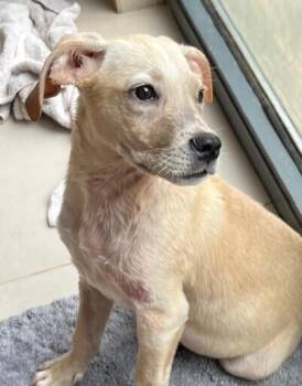 Labrador Retriever and Pointer Dogs Available for Adoption - Leo | PetCurious