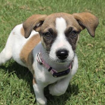 Miranda Mars -  Collie and Jack Russell Terrier Dog for Adoption in Andover, Massachusetts - Miranda Mars | PetCurious