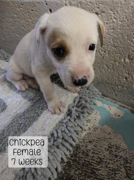 ChickPea -  Mixed Breed Dog for Adoption in Holbrook, Arizona - ChickPea | PetCurious