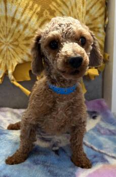 Poodle Dogs Available for Adoption in Pacolet, South Carolina - Norman Mar 26 | PetCurious