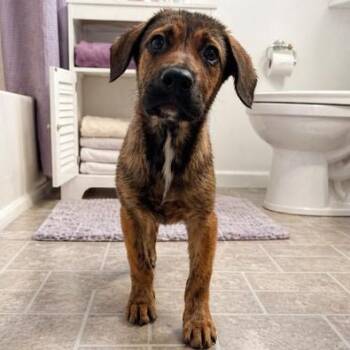 Belgian Shepherd Malinois and Labrador Retriever Dogs Available for Adoption in Carmel Hamlet, New York - Prodigy | PetCurious