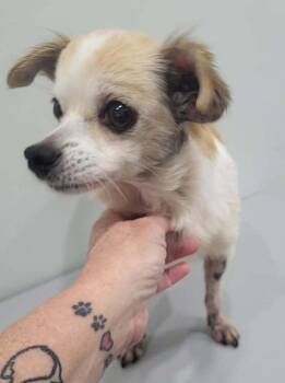 Lena -  Chihuahua Dog for Adoption in Pottstown, Pennsylvania - Lena | PetCurious
