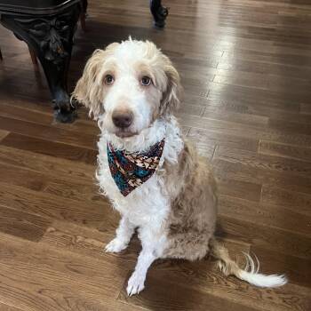 Poodle and Golden Retriever Dogs Available for Adoption - Bentley | PetCurious