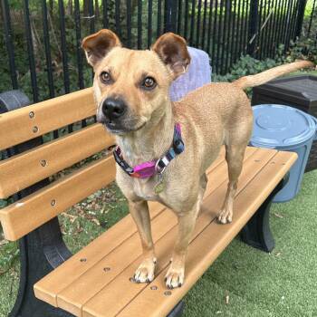 Rescue Labrador Retriever Dogs for Adoption in Huntington, New York - Pedro | PetCurious