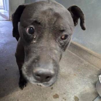 Guiness -  Black Labrador Retriever Dog for Adoption in Carlin, Nevada - Guiness | PetCurious