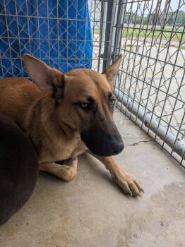 Lou -  Shepherd and Mixed Breed Dog for Adoption in Brownwood, Texas - Lou | PetCurious