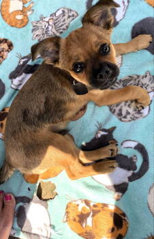 Rescue Mixed Breed Dogs for Adoption in Shelburne, Vermont - Stag | PetCurious