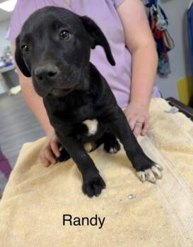 Mixed Breed Dogs Available for Adoption in West Chester, Pennsylvania - Randy | PetCurious