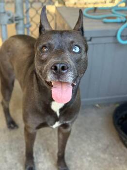 Husky and German Shepherd Dog Dogs Available for Adoption in Chicago, Illinois - Amyrlin | PetCurious