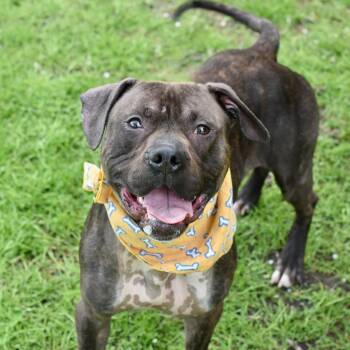 Rescue Pit Bull Terrier Dogs for Adoption in Riverwoods, Illinois - Dante | PetCurious