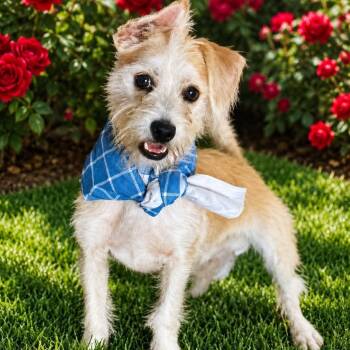Mr. Cutie Dexter -  Wirehaired Terrier and Black Russian Terrier Dog for Adoption in Ridgefield, Washington - Mr. Cutie Dexter | PetCurious