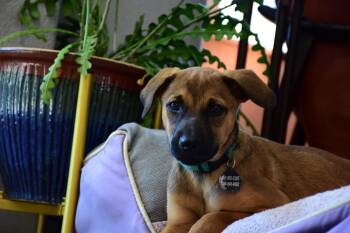 Rescue Shepherd Dogs for Adoption in Seville, Ohio - Egg | PetCurious