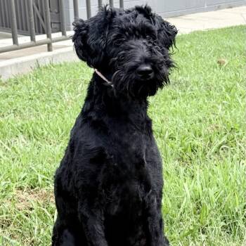 Maisa -  Poodle Dog for Adoption in Chattanooga, Tennessee - Maisa | PetCurious