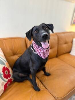 Labrador Retriever and Black Labrador Retriever Dogs Available for Adoption - Lady Love The Easy Going Sweetheart | PetCurious