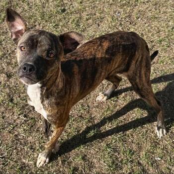 Boxer Dogs Available for Adoption - Celena | PetCurious