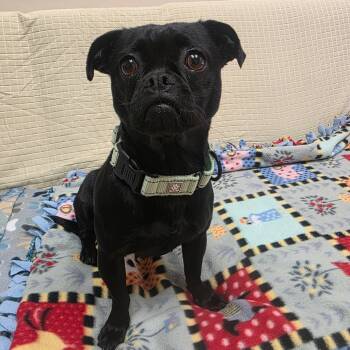 Rescue Pug and Chihuahua Dogs for Adoption in Goleta, California - Mamasita | PetCurious