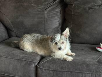 Boo aka Possum -  Chihuahua Dog for Adoption in Union Grove, Wisconsin - Boo Aka Possum | PetCurious