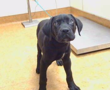 Labrador Retriever Dogs Available for Adoption in Sacramento, California - CHARLI | PetCurious