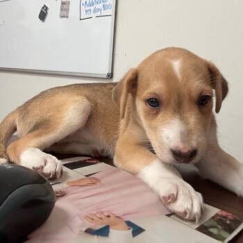 Coco -  Shepherd Dog for Adoption in Edinburg, Texas - Coco | PetCurious