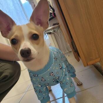 Jack Russell Terrier Dogs Available for Adoption in Carrollton, Texas - NICK | PetCurious