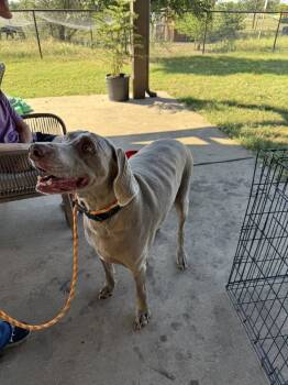 Rescue Weimaraner Dogs for Adoption in Dallas, Texas - Beau | PetCurious