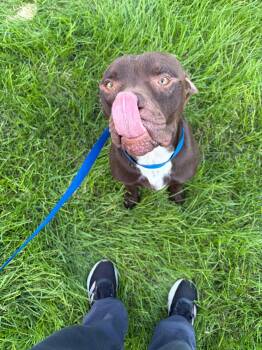 Texas -  Pit Bull Terrier and Boxer Dog for Adoption in Lewis Center, Ohio - Texas | PetCurious