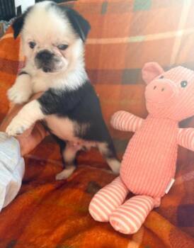 Twiggy -  Pug Dog for Adoption in Norco, California - Twiggy | PetCurious