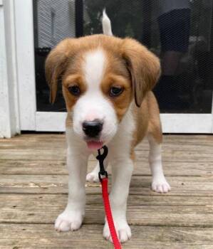 Waffle Fry (Fry) - Chick-Fil-A Litter -  Mixed Breed Dog for Adoption in Columbus, Ohio - Waffle Fry (Fry) - Chick-Fil-A Litter | PetCurious