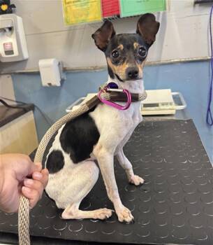 TRIXIE -  Chihuahua and Rat Terrier Dog for Adoption in Camarillo, California - TRIXIE | PetCurious