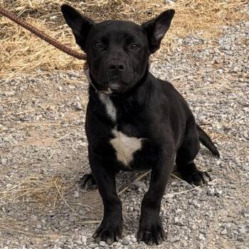 Sebastian -  Terrier and French Bulldog Dog for Adoption in Nashville, Tennessee - Sebastian | PetCurious