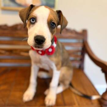 Carol Brady Bunch -  American Staffordshire Terrier and German Shepherd Dog Dog for Adoption in Friendswood, Texas - Carol Brady Bunch | PetCurious