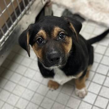 Mixed Breed Dogs Available for Adoption - Gigi | PetCurious