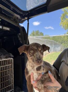 Mixed Breed Dogs Available for Adoption in Lawrenceburg, Tennessee - Noah | PetCurious